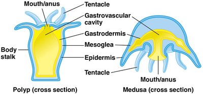 Diagram of polyp and medusa forms of cnidarians