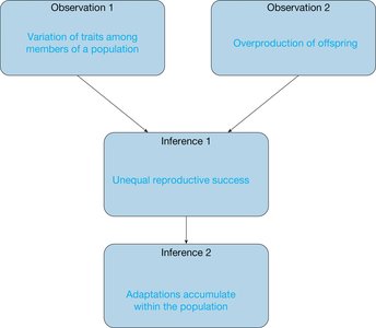 Diagram illustrating Darwin's theory of evolution by natural selection