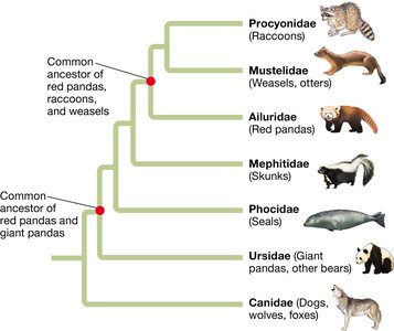 Evolutionary tree showing common ancestors of red pandas, raccoons, and weasels