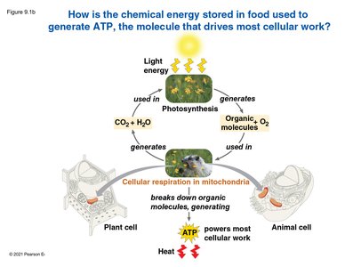 Overview of energy flow between photosynthesis and cellular respiration
