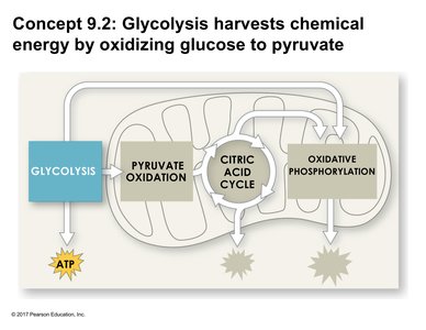 Glycolysis and its connection to cellular respiration