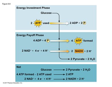 Energy investment and payoff in glycolysis