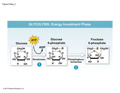 Glycolysis steps 1 and 2: phosphorylation and isomerization