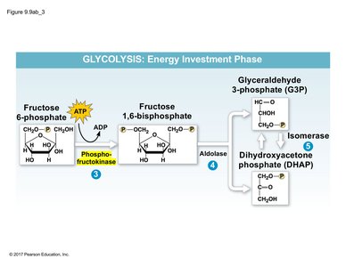 Glycolysis steps 3-5: commitment and cleavage