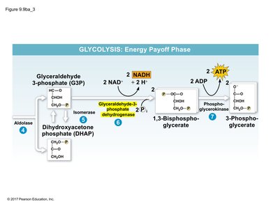 Glycolysis steps 6-7: oxidation and ATP generation