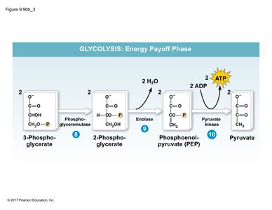 Glycolysis steps 8-10: rearrangement, dehydration, and final ATP generation