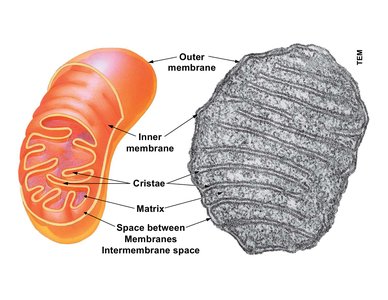 Mitochondrion structure with labeled compartments