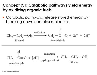 Redox reactions: oxidation of ethanol and reduction of acetaldehyde