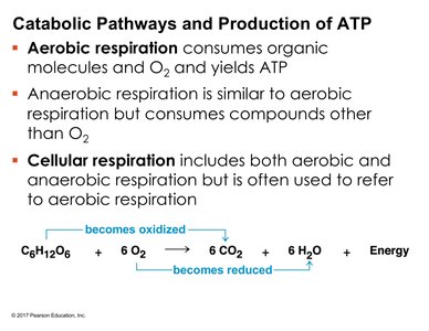 Aerobic respiration equation and redox summary