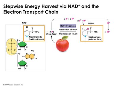 NAD+ and NADH in electron transport