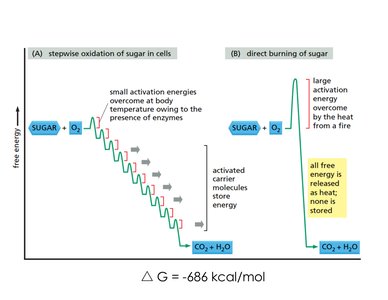 Stepwise energy harvest vs. direct burning of sugar
