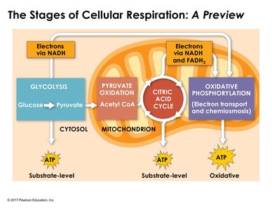 Stages of cellular respiration and ATP production