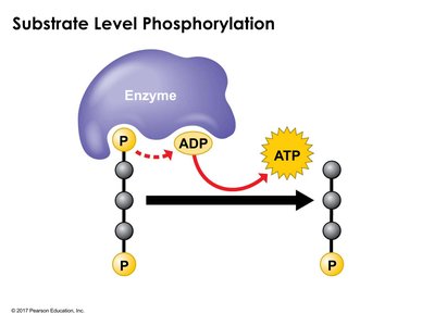 Substrate-level phosphorylation mechanism