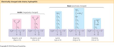 Electrically charged side chains of amino acids
