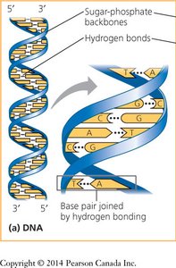 DNA double helix with base pairing