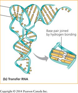 Transfer RNA structure with base pairing