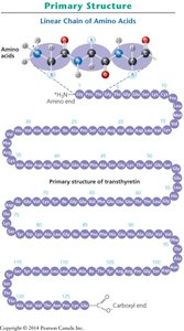 Primary structure of a protein: linear chain of amino acids