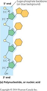 Polynucleotide structure with sugar-phosphate backbone