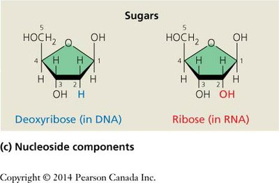 Deoxyribose and ribose sugars in DNA and RNA