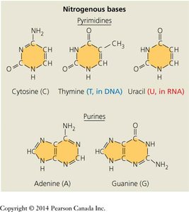 Nitrogenous bases: pyrimidines and purines