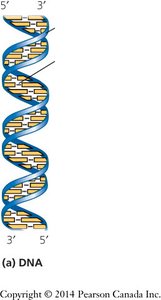 DNA double helix structure