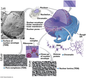 Nucleus and nuclear envelope