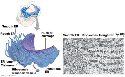 Endoplasmic reticulum structure