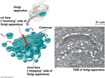 Golgi apparatus structure