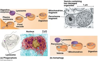 Lysosome function