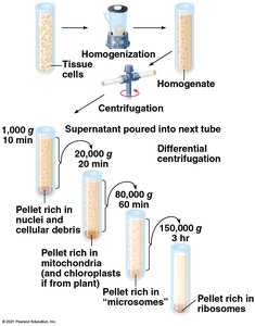 Cell fractionation process
