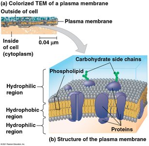 Structure of plasma membrane