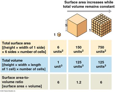 Surface area and volume relationships