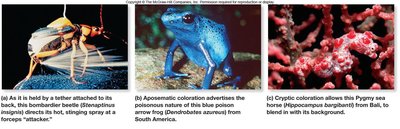 Examples of anti-predator strategies: bombardier beetle, aposematic frog, cryptic sea horse