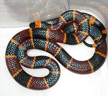 Coral snake and king snake as an example of Batesian mimicry
