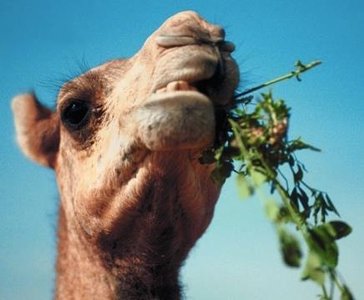 Examples of plant defenses: alkaloids in tobacco, terpenoids in peppermint, thorns on rose stems