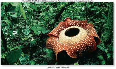 Rafflesia arnoldii, a holoparasitic plant