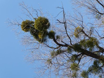 Mistletoe, a hemiparasitic plant