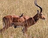 Bird eating ticks from antelope, example of mutualism