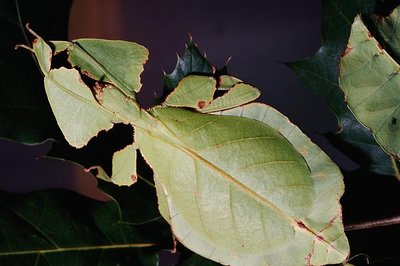 Leaf insect demonstrating cryptic coloration