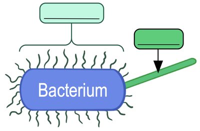 Biofilm formation diagram