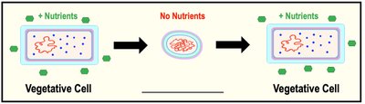 Chemotaxis diagram