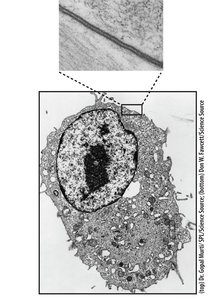 Phospholipid structure
