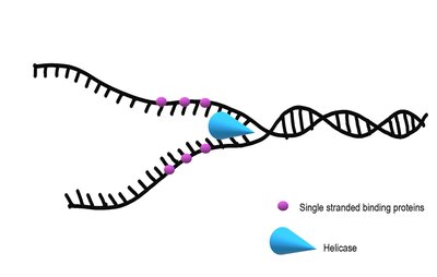 Helicase unwinding DNA and single stranded binding proteins