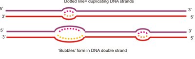 Replication bubbles forming along DNA