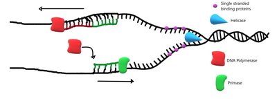 Primase and DNA Polymerase activity in DNA replication