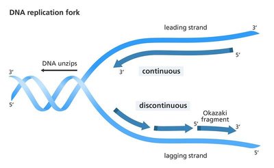 Leading and lagging strands in DNA replication