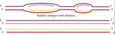 Replication bubbles enlarging and completion of DNA replication