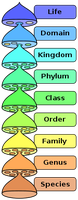 Hierarchy of biological classification