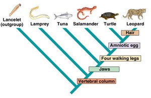 Example of a cladogram