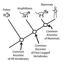 Diagram showing common ancestors in vertebrates